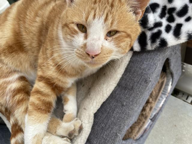 迷子猫の写真2