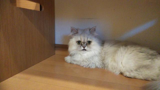 迷子猫の写真1