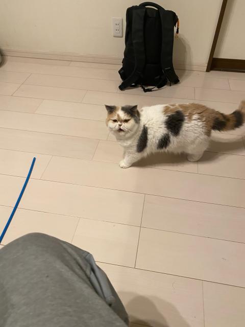 迷子猫の写真1