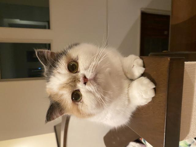 迷子猫の写真2