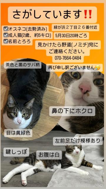 迷子猫の写真1