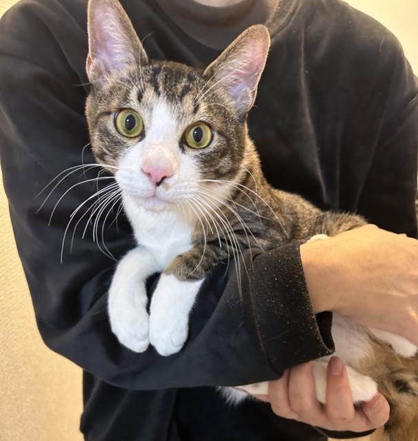 迷子猫の写真2