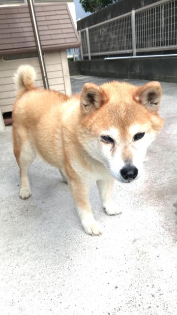 迷子犬No.1015の写真