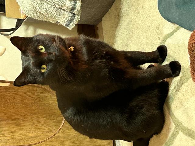 迷子猫No.0838の写真