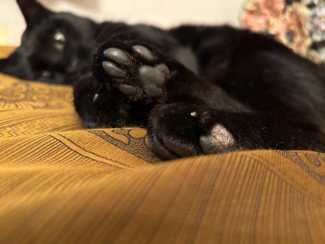 迷子猫の写真2