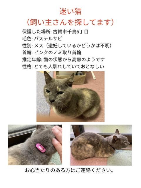 保護猫No.0169の写真