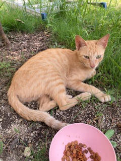 迷子猫の写真1