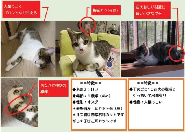 迷子猫No.1996の写真