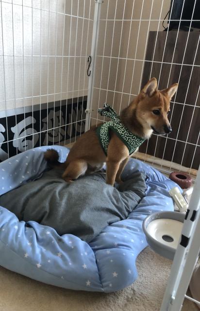 迷子犬の写真2