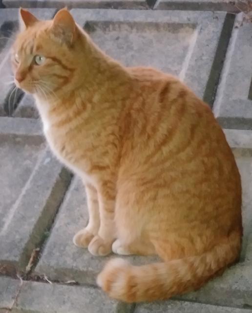 迷子猫の写真2