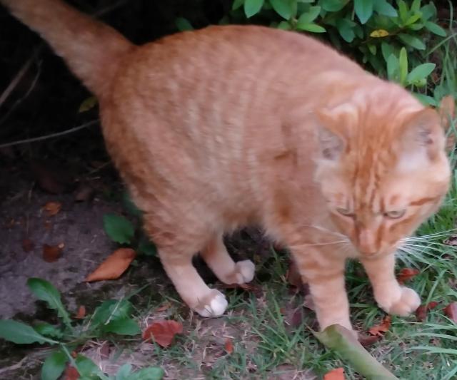 迷子猫の写真3