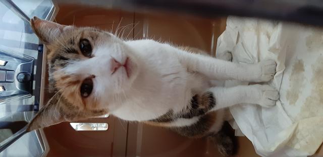 保護猫の写真1