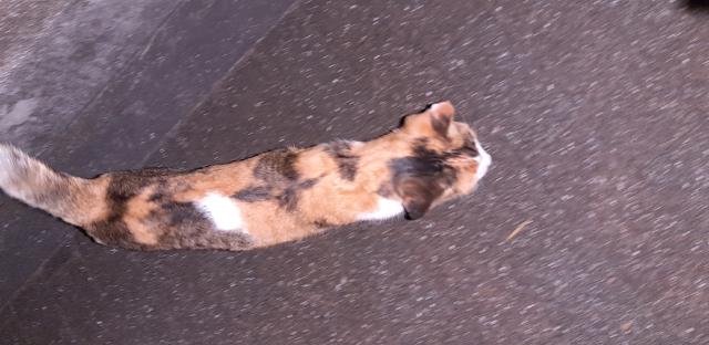 保護猫の写真2