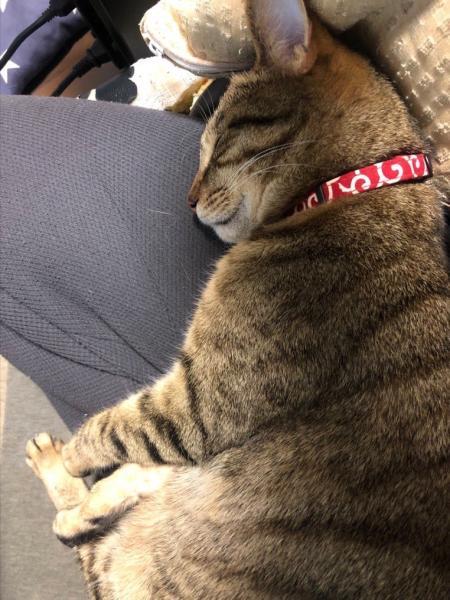 迷子猫No.0921の写真