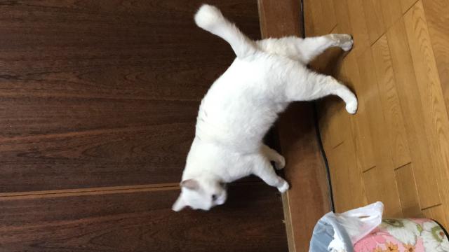 迷子猫No.2032の写真