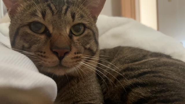 迷子猫No.1987の写真