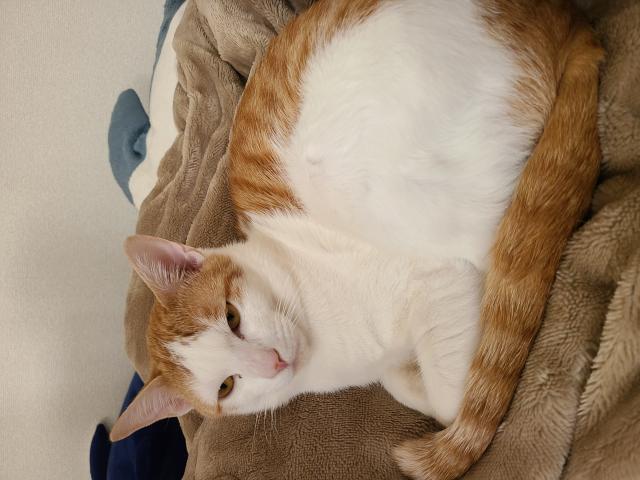 迷子猫の写真1