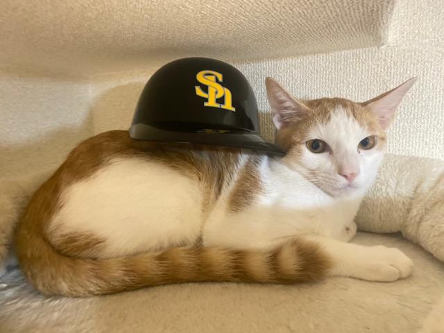 迷子猫の写真2