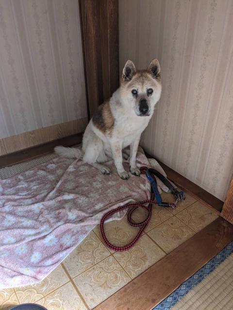 迷子犬の写真2