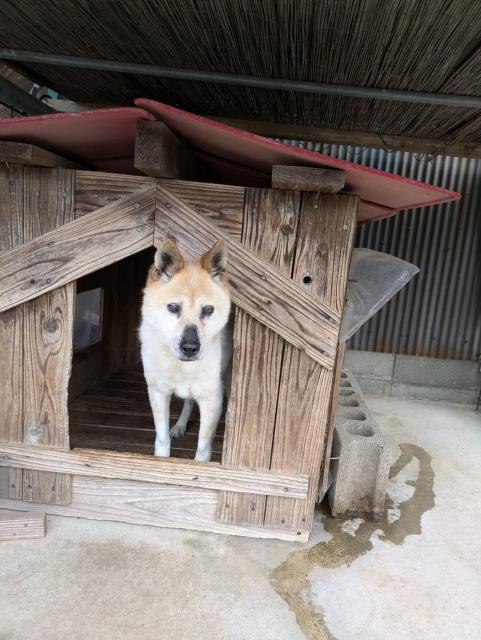 迷子犬の写真3