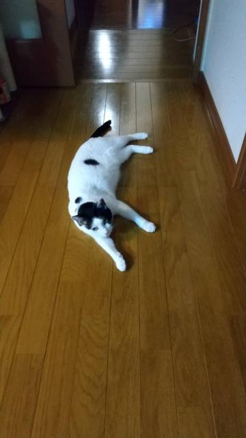 迷子猫No.1844の写真