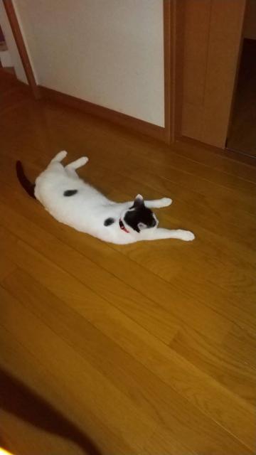 迷子猫の写真2