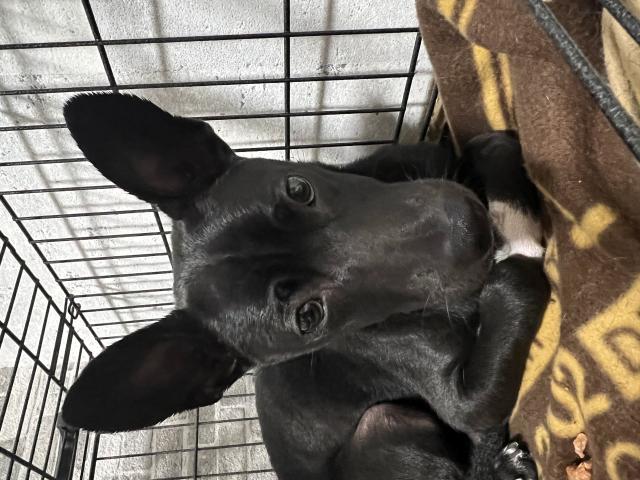 迷子犬の写真2