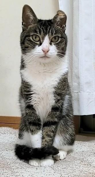 迷子猫の写真1