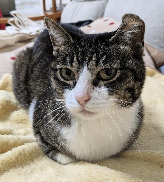 迷子猫の写真2