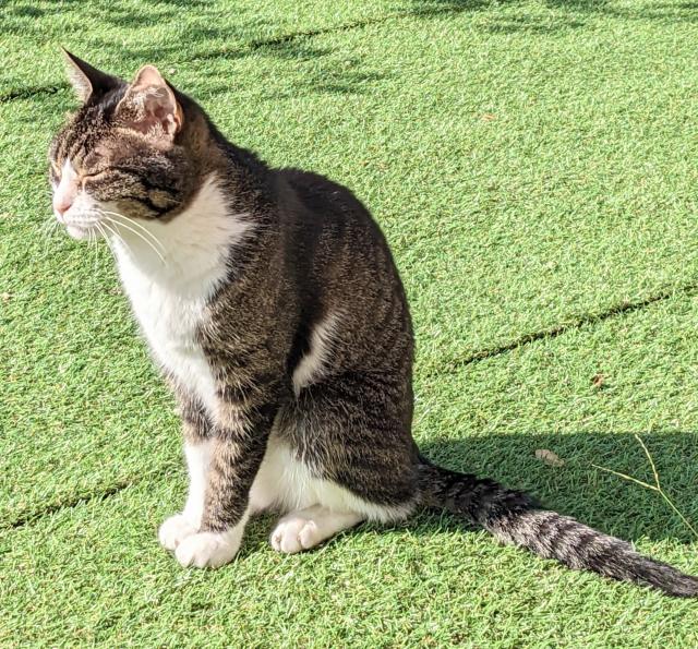 迷子猫の写真3