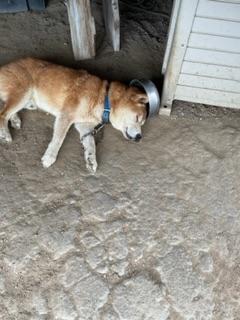迷子犬の写真1