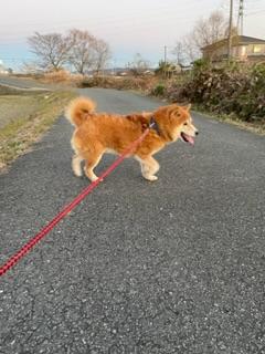 迷子犬の写真2