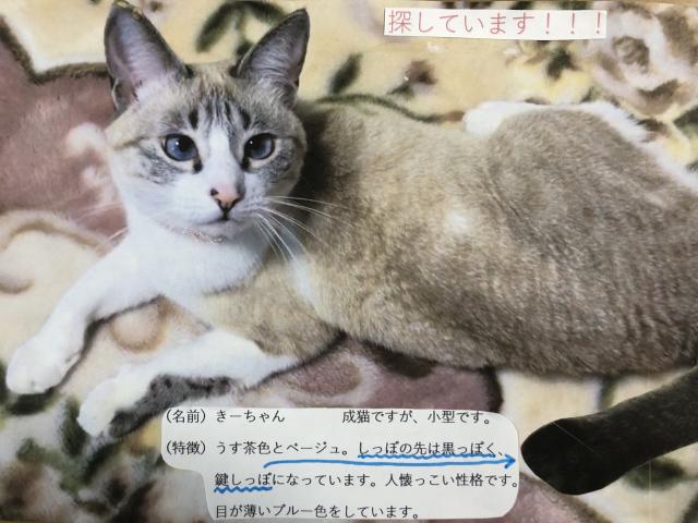 迷子猫No.0887の写真