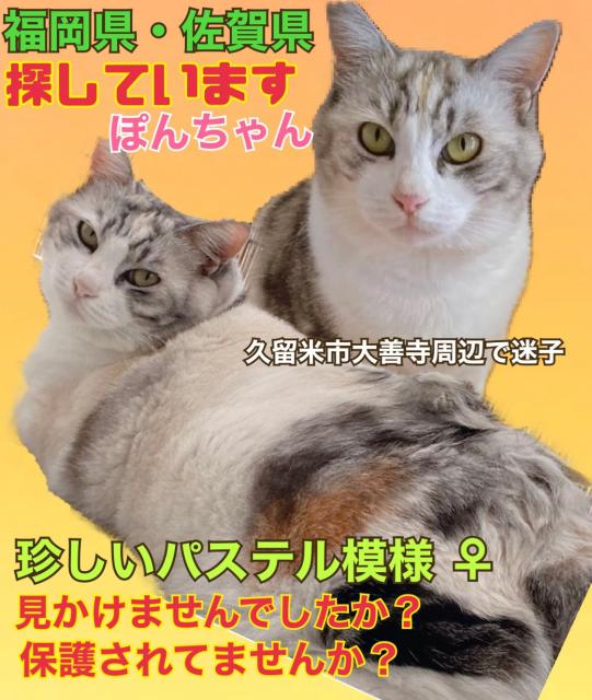 迷子猫の写真1