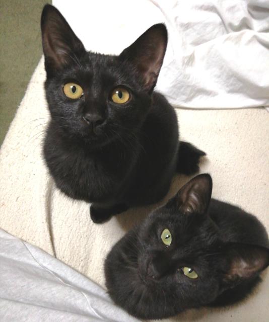 迷子猫の写真1