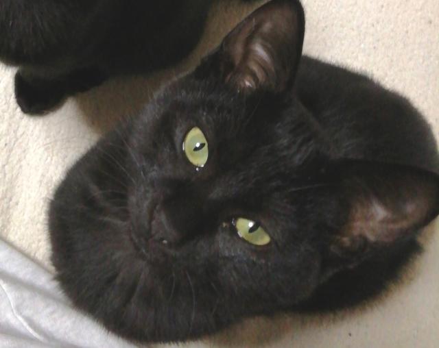 迷子猫の写真2
