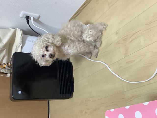 迷子犬No.1835の写真
