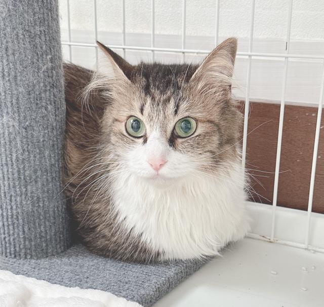 保護猫No.0167の写真