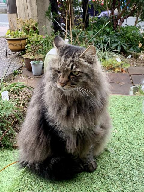 迷子猫の写真1