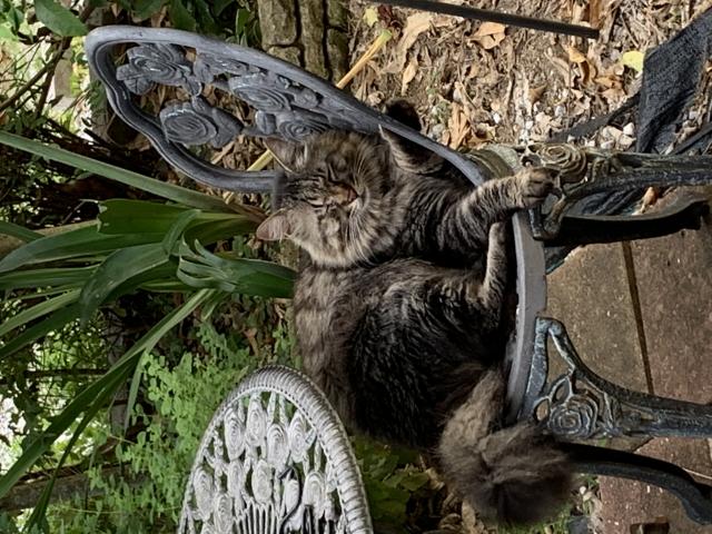 迷子猫の写真2