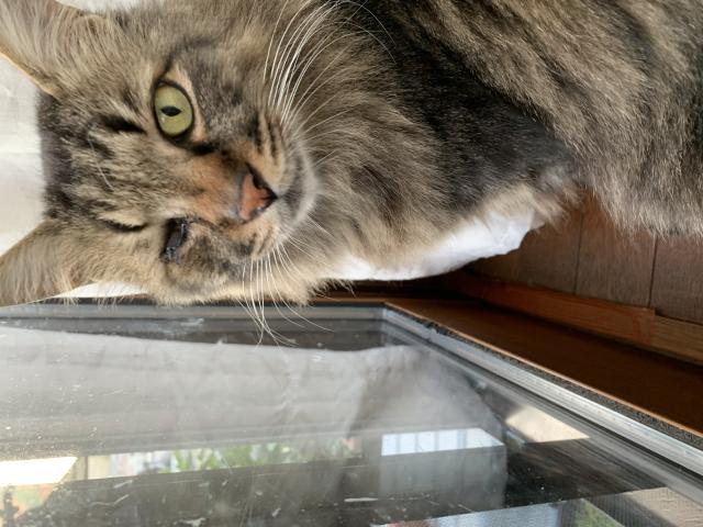 迷子猫の写真3