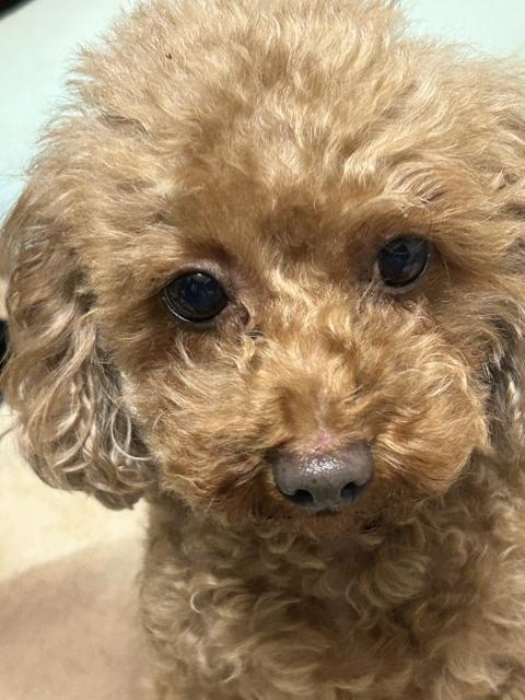 迷子犬No.2022の写真