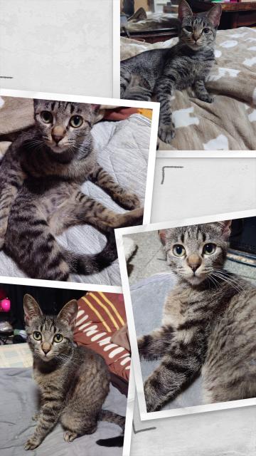 迷子猫No.1984の写真