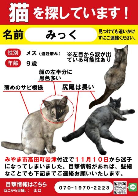 迷子猫No.2011の写真