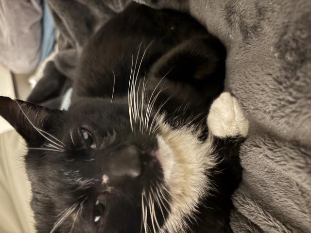 迷子猫の写真1
