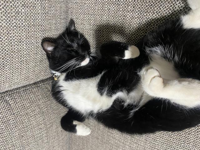 迷子猫の写真2