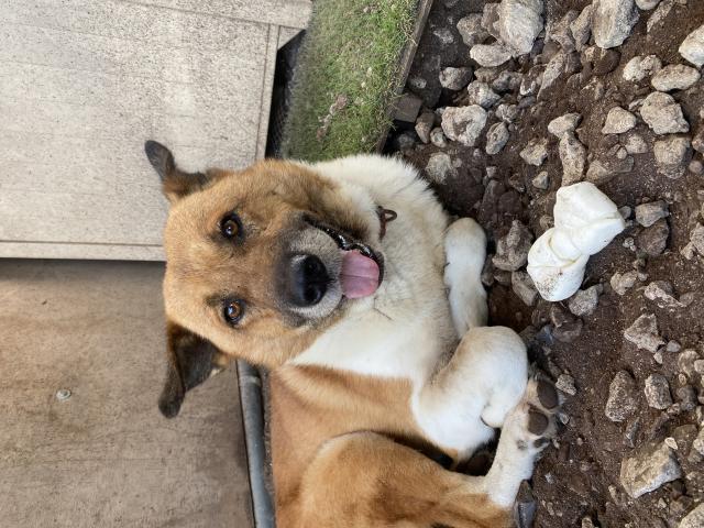 迷子犬の写真3