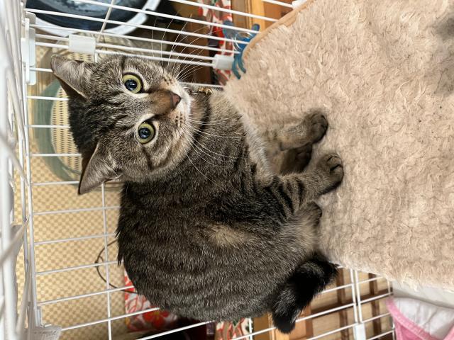 迷子猫の写真2