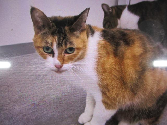 個人間譲渡猫No.0186の写真