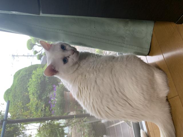 迷子猫の写真1